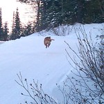 My brother's dog Clifford jumping for joy in the snow