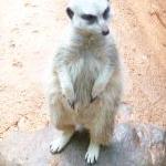 Meerkat at the zoo