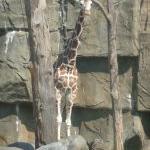 The tall guy at the zoo
